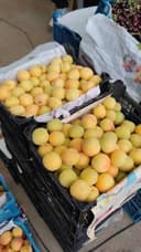زردآلو شهریاری تخم مرغی