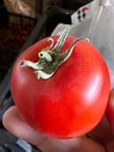 گوجه دره یک کازرون