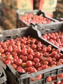 گوجه گیلاسی
