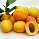 قیصی درجه اعلا خربزه ای