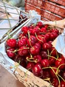 آلبالو گیلاسی مجاری